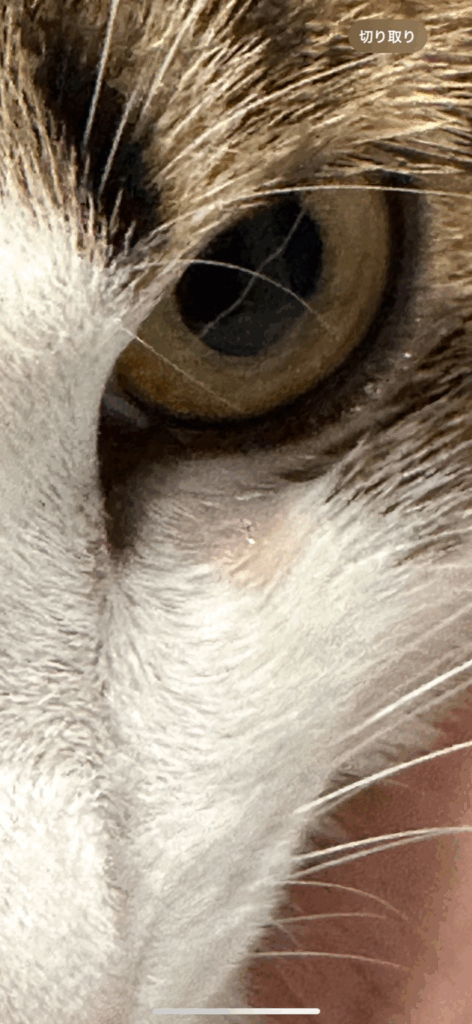 左目から赤い涙が出ている猫の写真